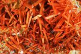 Bright Orange Crocoite Crystal Cluster - Tasmania #171678-1